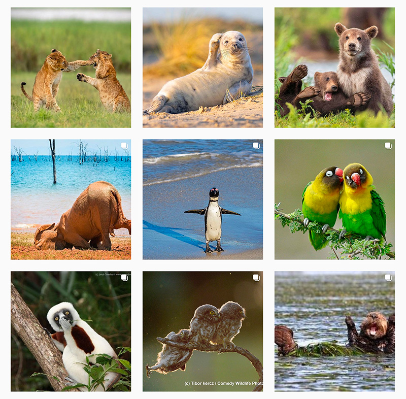 「The Comedy Wildlife Photography Awards」のインスタアカウントからは受賞作品以外のエントリー作品も見れる
