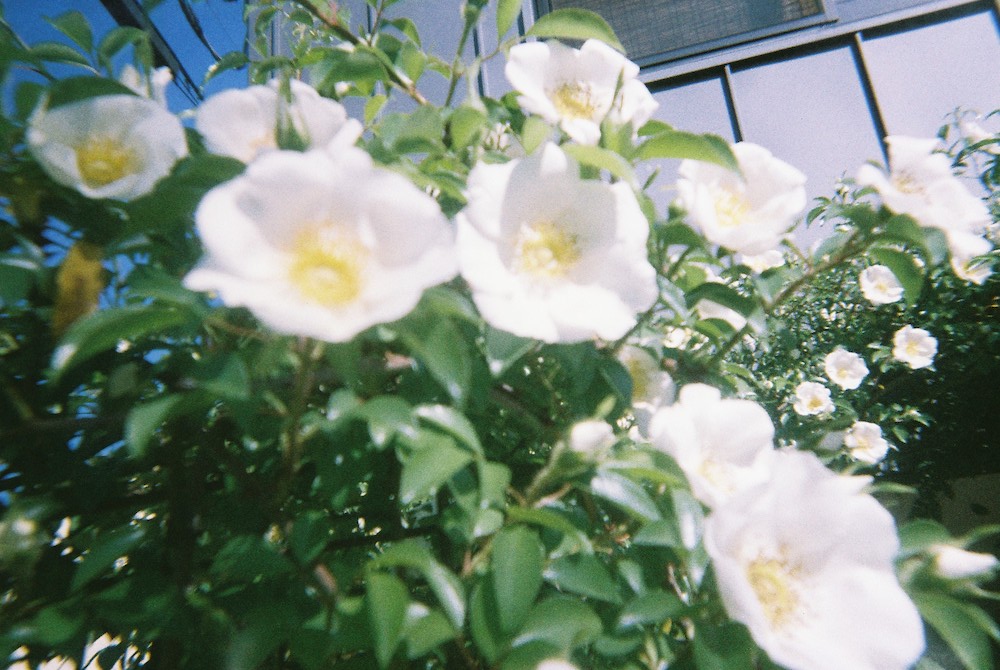 フィルム「LomoChrome Color ISO400」で撮影 04