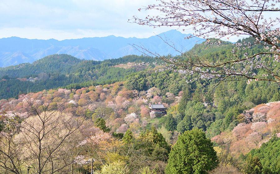 奈良県のおすすめ風景撮影スポット：吉野山